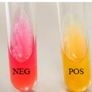 Mannitol Salt Agar